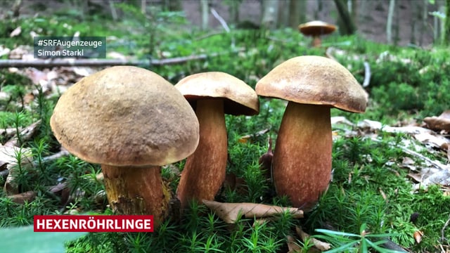 Drei Pilze im Wald Drei Pilze im Wald