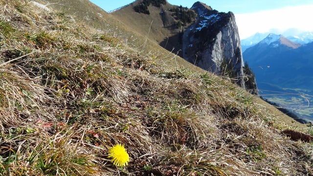Selbst auf 1850 Metern über Meer liegt noch kein Schnee, dafür blühen auf der Stockenflue Blumen. Selbst auf 1850 Metern über Meer liegt noch kein Schnee, dafür blühen auf der Stockenflue Blumen.