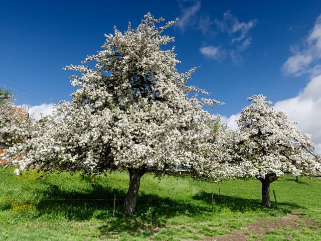 Blühende Obstbäume auf einer Wiese