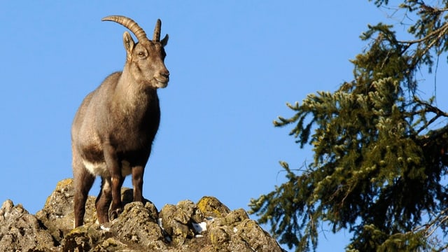 Steinbock Steinbock