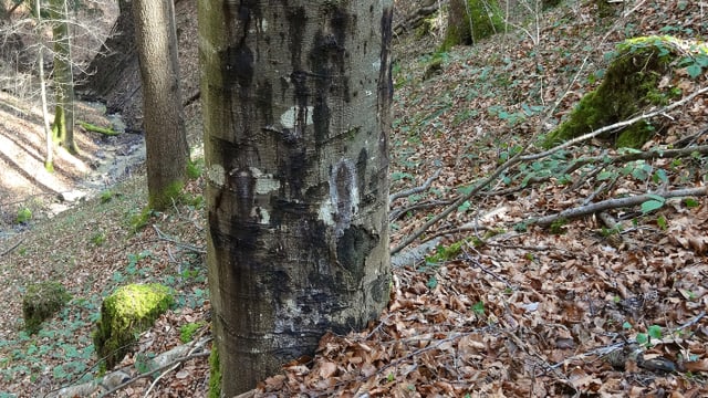 Ein Baumstamm mit vielen schwarzen Flecken. Ein Baumstamm mit vielen schwarzen Flecken.