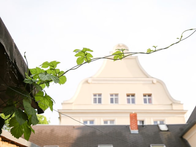 Hopfen rankt sich an Draht entlang. Hopfen rankt sich an Draht entlang.