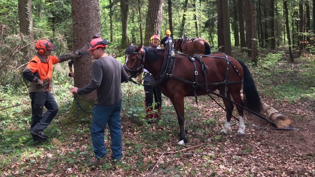 Ein Pferd zieht Baumstämme Ein Pferd zieht Baumstämme