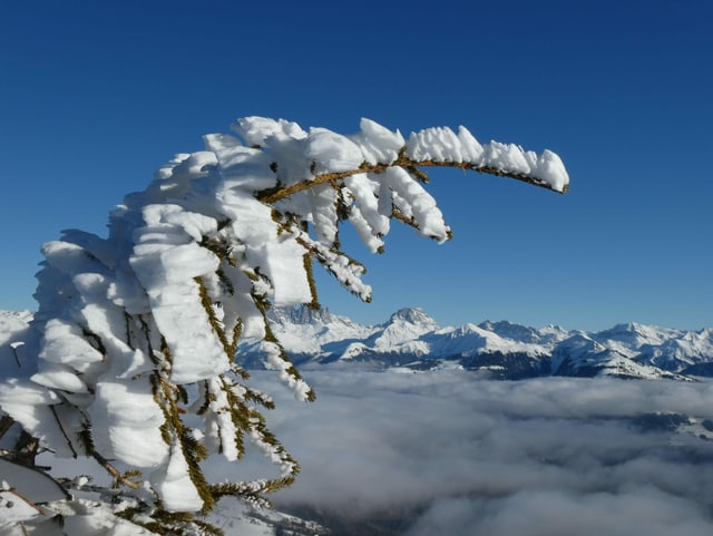 Weisses Eis an Baum mit Nadeln