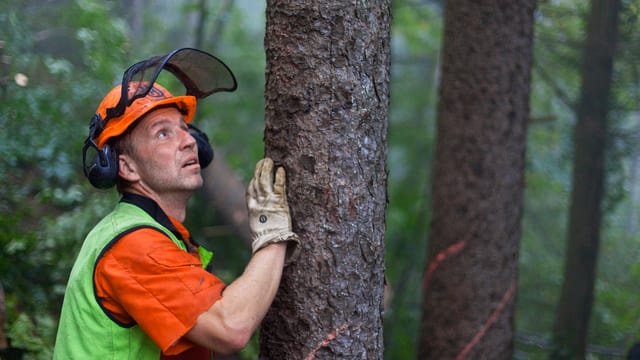 Förster steht bei einem Baum Förster steht bei einem Baum