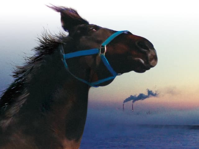 Ein Pferd, im Hintergrund eine Fabrik mit rauchenden Schornsteinen Ein Pferd, im Hintergrund eine Fabrik mit rauchenden Schornsteinen