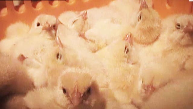 Küken dicht aneinander gedrängt in einem Korb. Küken dicht aneinander gedrängt in einem Korb.