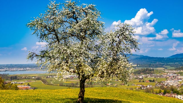 Obstbaum in voller Blüte bei Altendorf/SZ. Obstbaum in voller Blüte bei Altendorf/SZ.