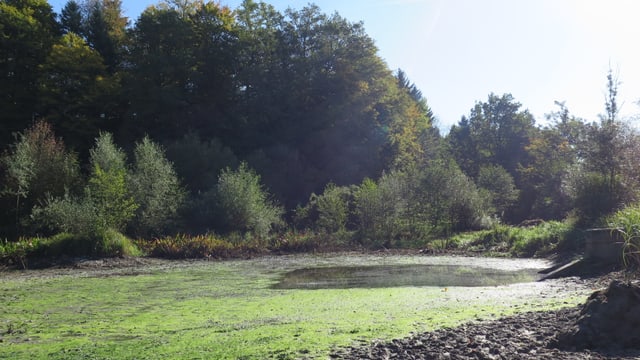 Der Aeschweier wurde bereits abgefischt Der Aeschweier wurde bereits abgefischt