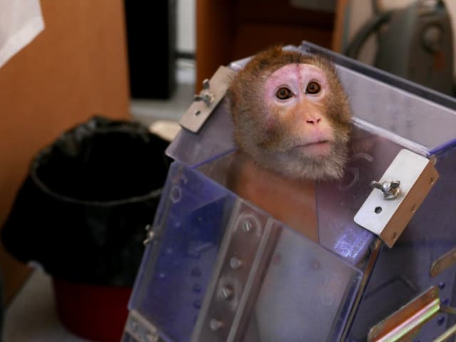 Doppelpunkt Tierversuche Mit Affen Tierqualerei Oder Notige