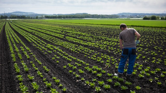 Salatköpfe auf Feld Salatköpfe auf Feld