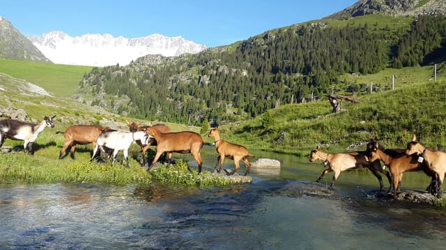 Bergbach, Wiese, Schneeberge. Eine Horde Geissen geht über den Bach. Blauer Himmel.