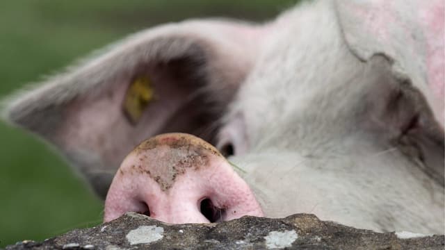 Schwein. Schwein.