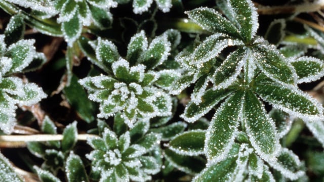 Smbolbild für Frost. Smbolbild für Frost.