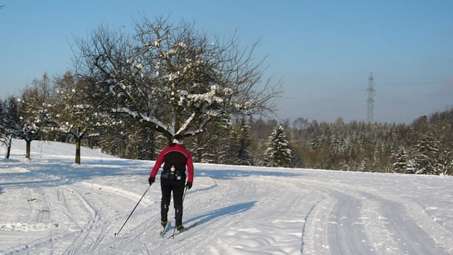 Ein Langläufer auf der Loipe, im Hintergrund schneebedeckte Obstbäume und blauer Himmel.