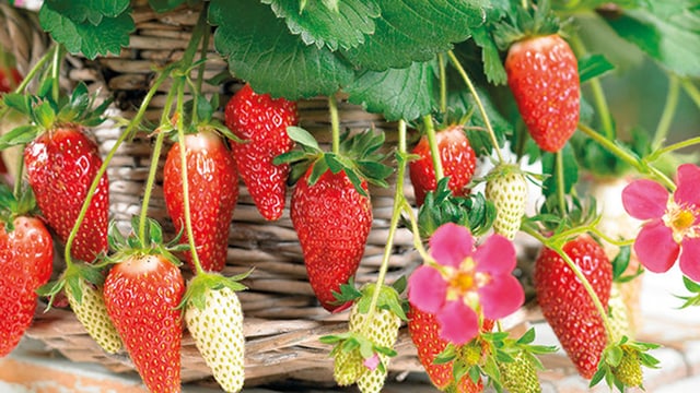 Erdbeeren Erdbeeren