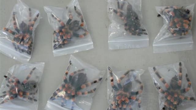 Vogelspinnen sind einzeln in Plastiktüten abgepackt. Vogelspinnen sind einzeln in Plastiktüten abgepackt.