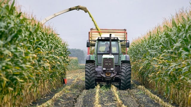 Ein Bauer schneidet mit seinem Traktor den Mais. Ein Bauer schneidet mit seinem Traktor den Mais.