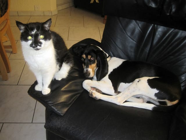 Eine Katze und eine Hund auf einem schwarzen Sofa.