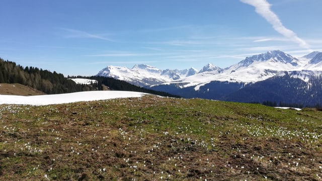 Blühende Krokusse neben kleinem Schneefeld. Blühende Krokusse neben kleinem Schneefeld.