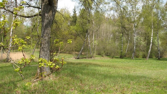Blick in den Uetlibergwald Blick in den Uetlibergwald