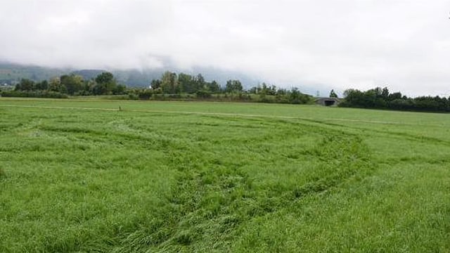 Wiesland mit den Spuren, welche die Grasmäher nach ihrer Zerstörungstour, hinterlassen haben. Wiesland mit den Spuren, welche die Grasmäher nach ihrer Zerstörungstour, hinterlassen haben.