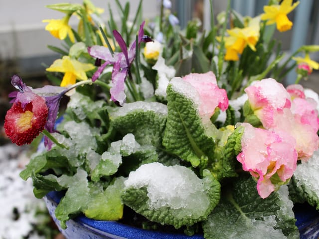 Ein Schäumchen Neuschnee auf den Frühlingsblumen.