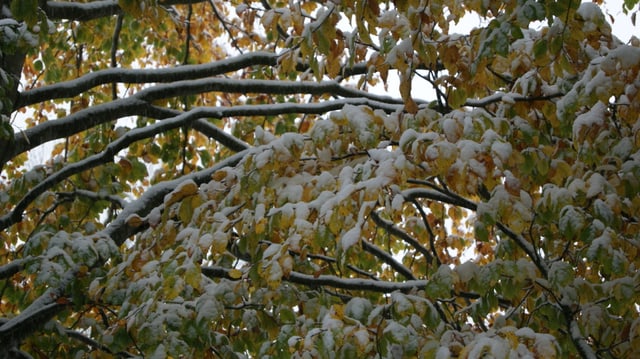 Etwas Schnee auf verfärbten Blättern. Etwas Schnee auf verfärbten Blättern.