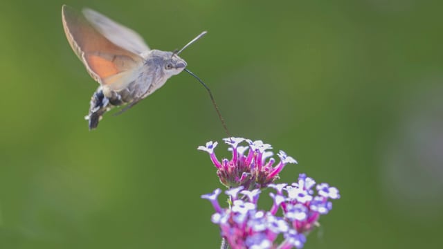 Das Taubenschwänzchen saugt an einer Blume. Das Taubenschwänzchen saugt an einer Blume.