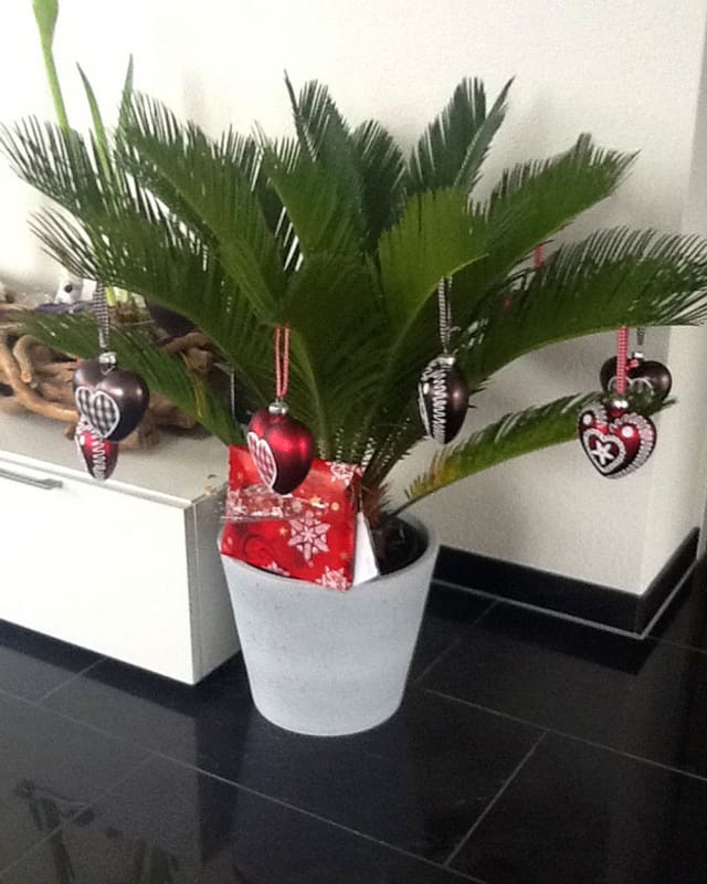 Eine Weihnachtspalme von Andrea Kündig aus Schwyz.