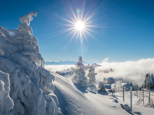 Tiefverschneite Bäume, darüber blauer Himmel und Sonne pur.