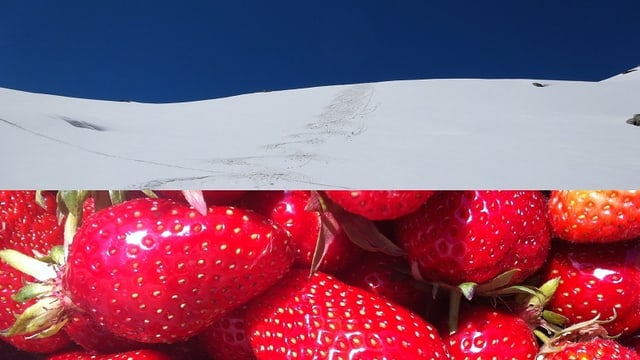 Schnee und Erdbeeren Schnee und Erdbeeren