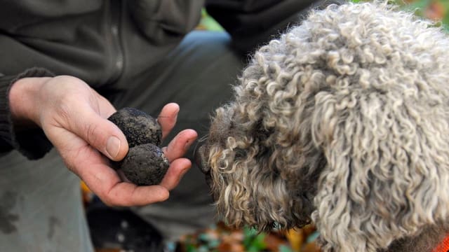 Suchhund Vico hat auf der Pirsch in der Region Berner Seeland zwei Trüffel erschnüffelt. Suchhund Vico hat auf der Pirsch in der Region Berner Seeland zwei Trüffel erschnüffelt.