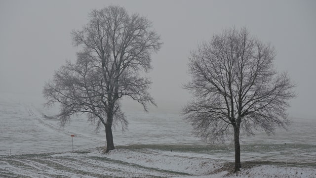 Viel Nebelgrau, im Vordergund zwei Bäume. Viel Nebelgrau, im Vordergund zwei Bäume.
