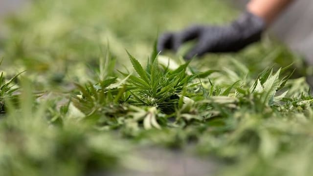 Versuche mit Cannabis sollen rechtliche Grundlage erhalten