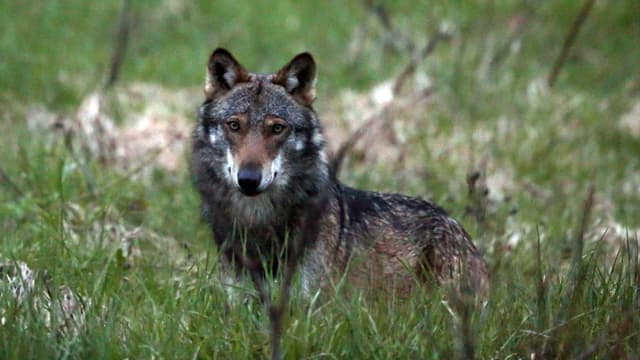 Ein Wolf fotogrfiert beim Dorfeingang von Bellwald im Goms. Ein Wolf fotogrfiert beim Dorfeingang von Bellwald im Goms.