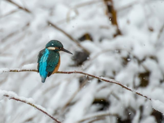 Eisvogel vor verschneitem Hintergrund in Oerlikon.