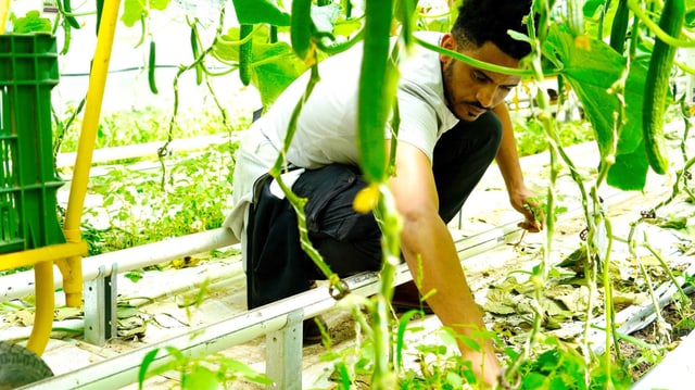 Mann arbeitet in einer Tomatenplantage Mann arbeitet in einer Tomatenplantage