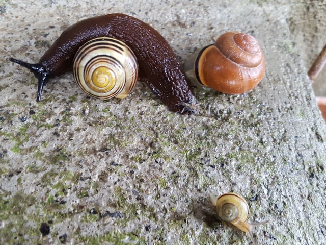 Kellerschnecke