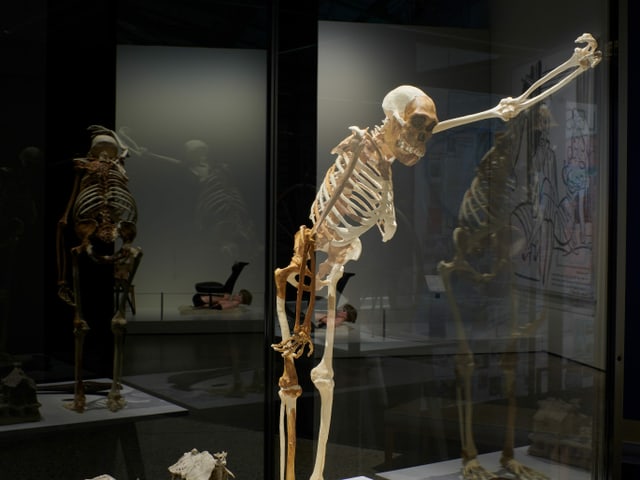 Skellett lehnt sich an Wand an Skellett lehnt sich an Wand an