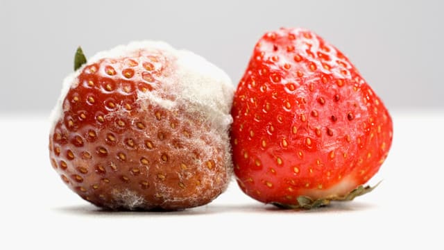 Zwei Erdbeeren, eine davon schimmelig, die andere reif und essbar. Zwei Erdbeeren, eine davon schimmelig, die andere reif und essbar.