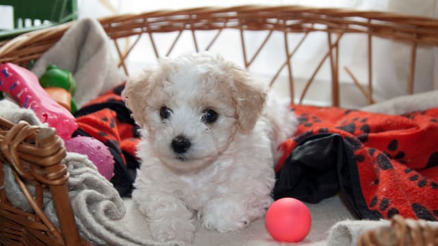 Schlechte ökobilanz Ein Hund Ist So Umweltschädlich Wie