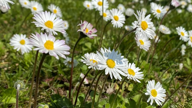 Gänseblümchen Gänseblümchen
