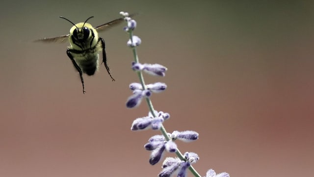 Western Bumblebee in Utah Western Bumblebee in Utah