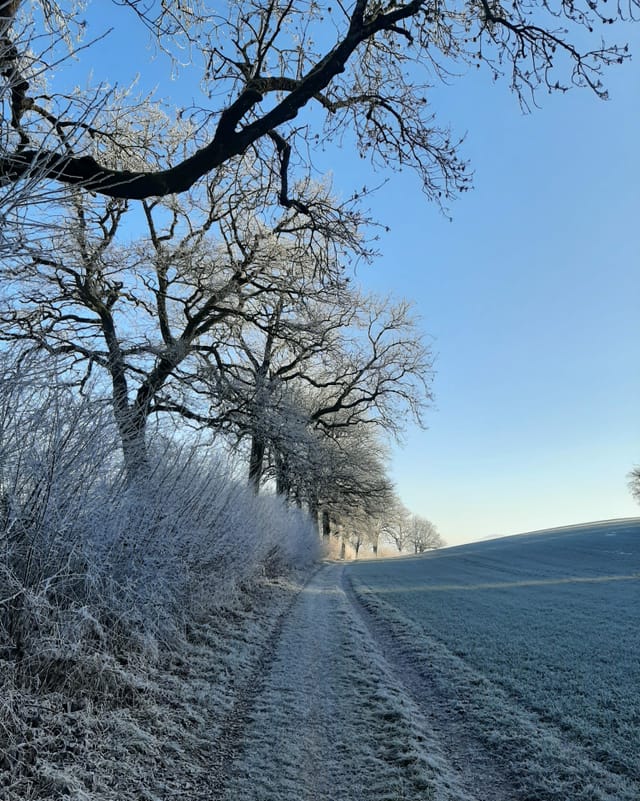 Ein sanft verschneiter Waldwegrand.