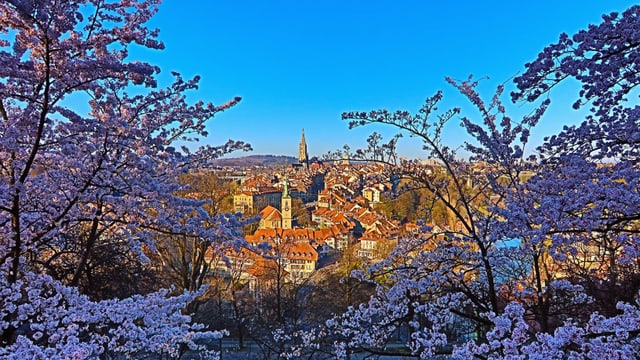 Die Stadt Bern und ihre Blüten Die Stadt Bern und ihre Blüten