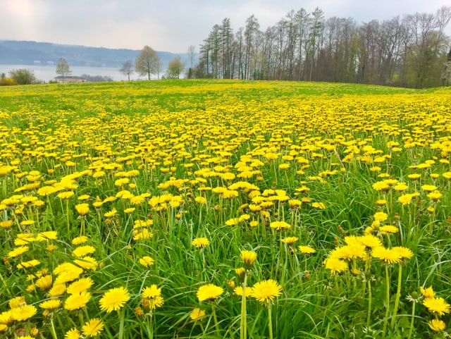 In Stäfa/ZH blüht der Löwenzahn. Ein schöner Kontrast zum grauen Himmel.