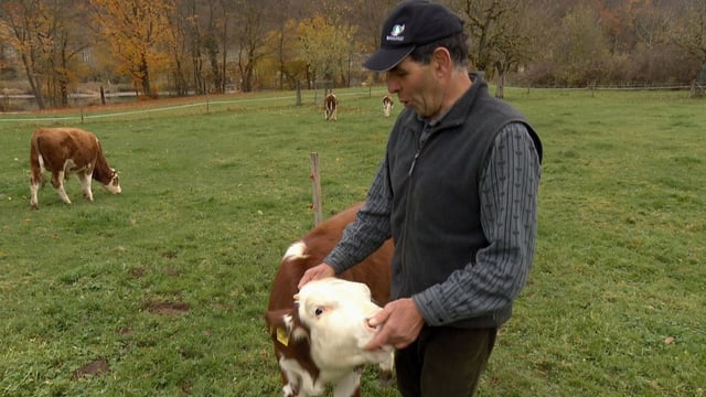 Mann mit Kalb an der Hand. Mann mit Kalb an der Hand.