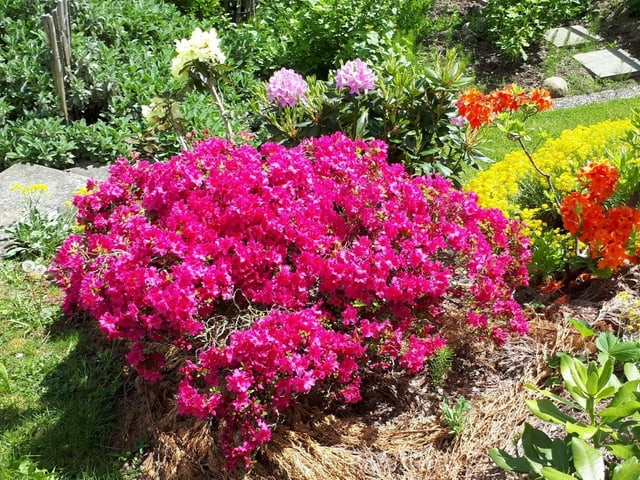 Blumen schmücken einen Hügel.