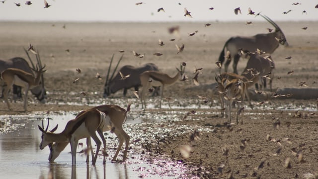 Video «Kalahari - Im Bann der roten Wüste» abspielen Video «Kalahari - Im Bann der roten Wüste» abspielen